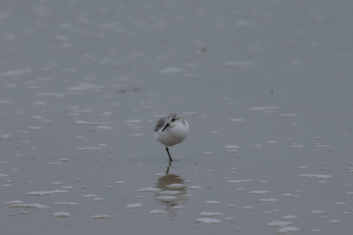 Txirri zuria - ML647729130