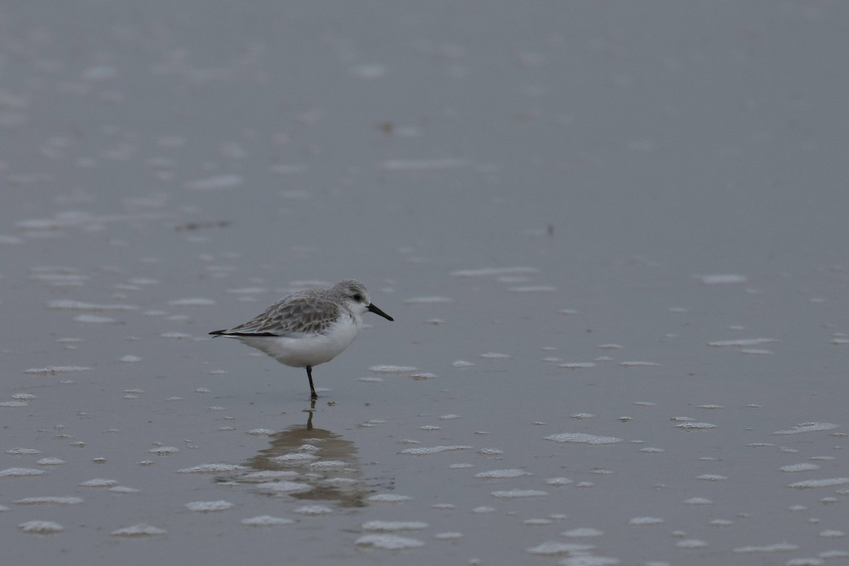 Txirri zuria - ML647729131