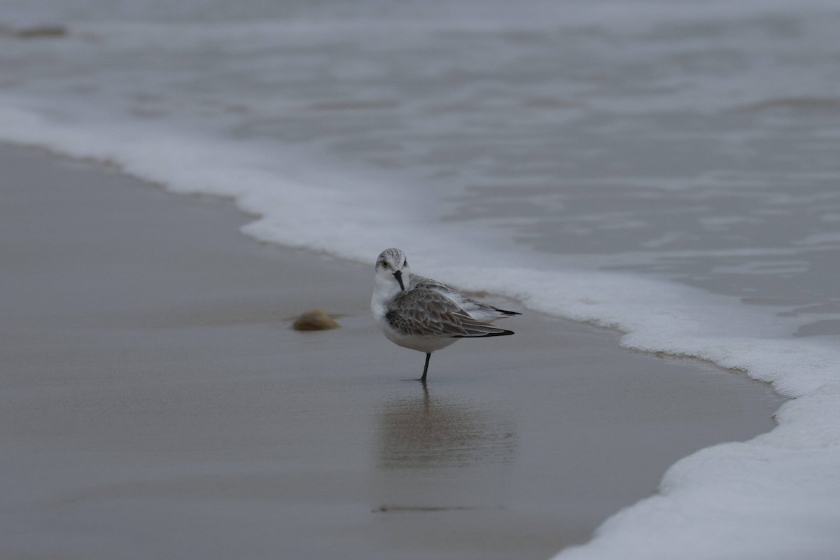 Txirri zuria - ML647729132