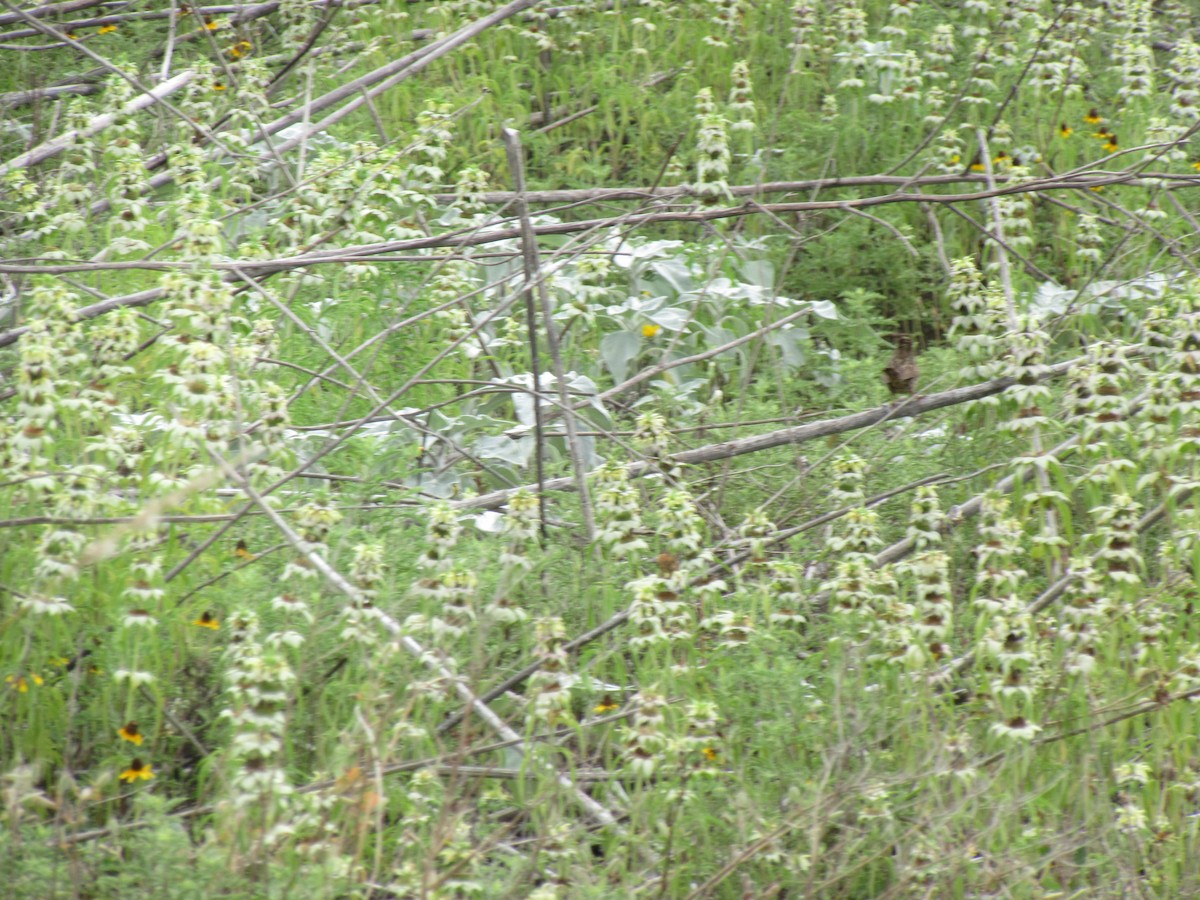 Lincoln's Sparrow - ML647729133