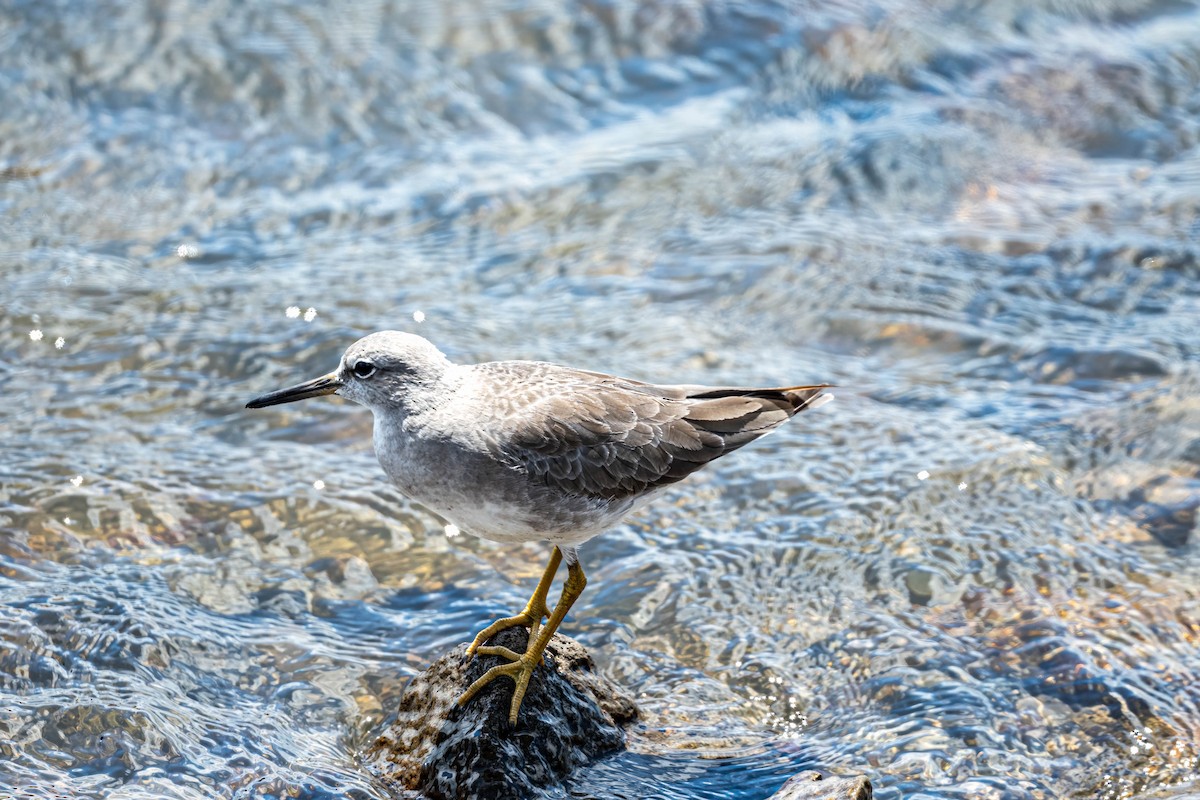 Gray-tailed Tattler - ML647729138