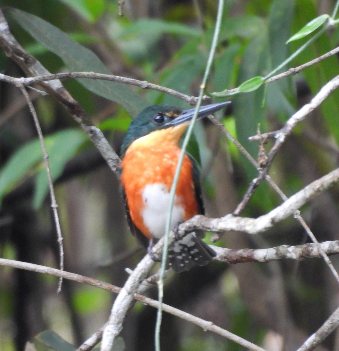 American Pygmy Kingfisher - ML647729143