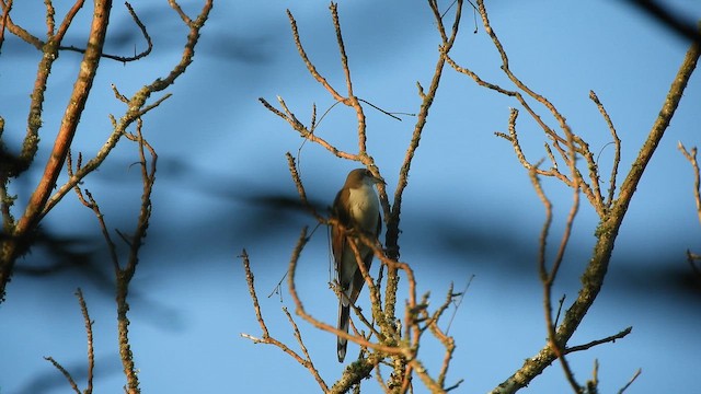 gulnebbgjøk - ML647729146