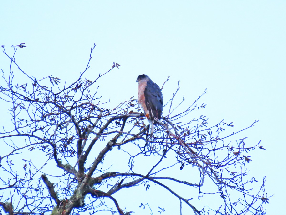 Cooper's Hawk - ML647729169