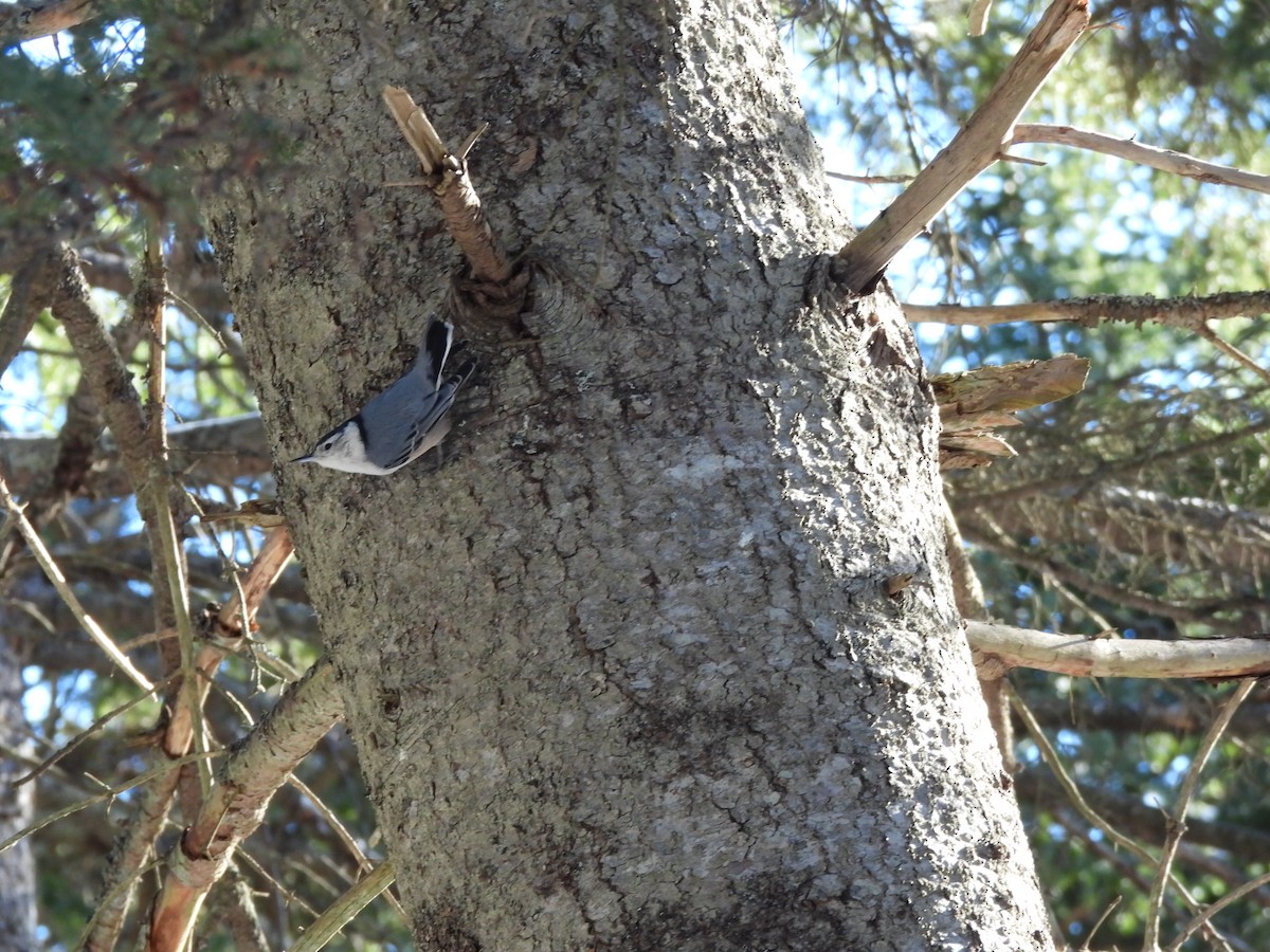 Sittelle à poitrine blanche - ML647729170