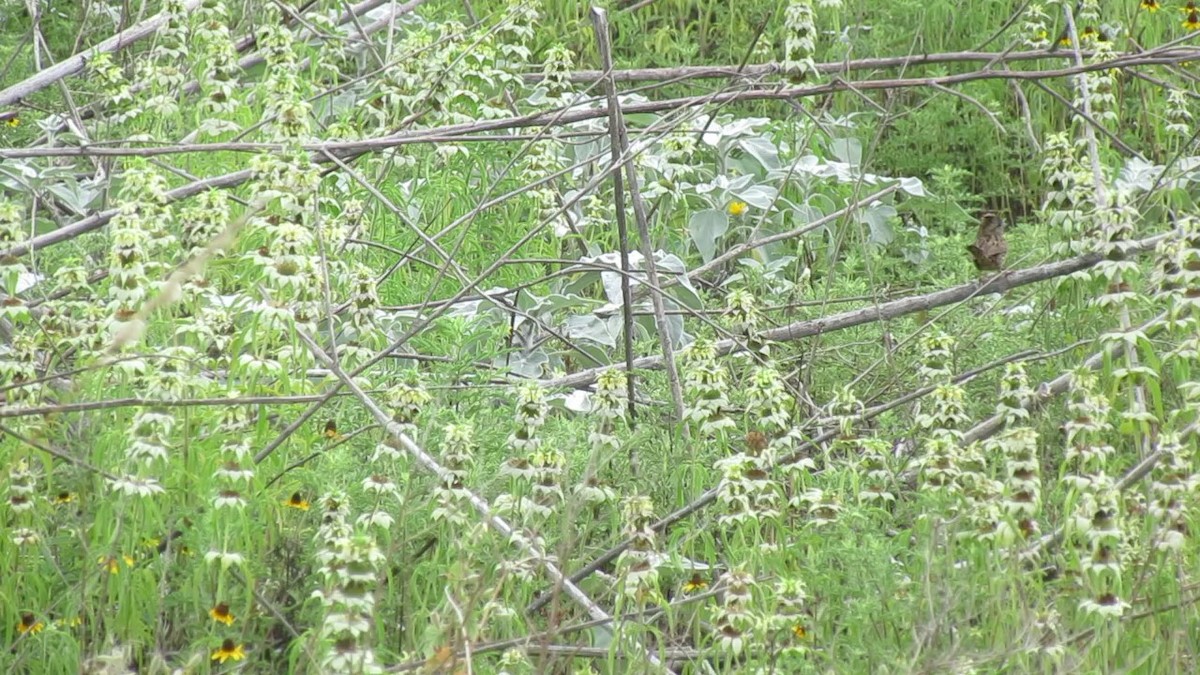 Lincoln's Sparrow - ML647729185