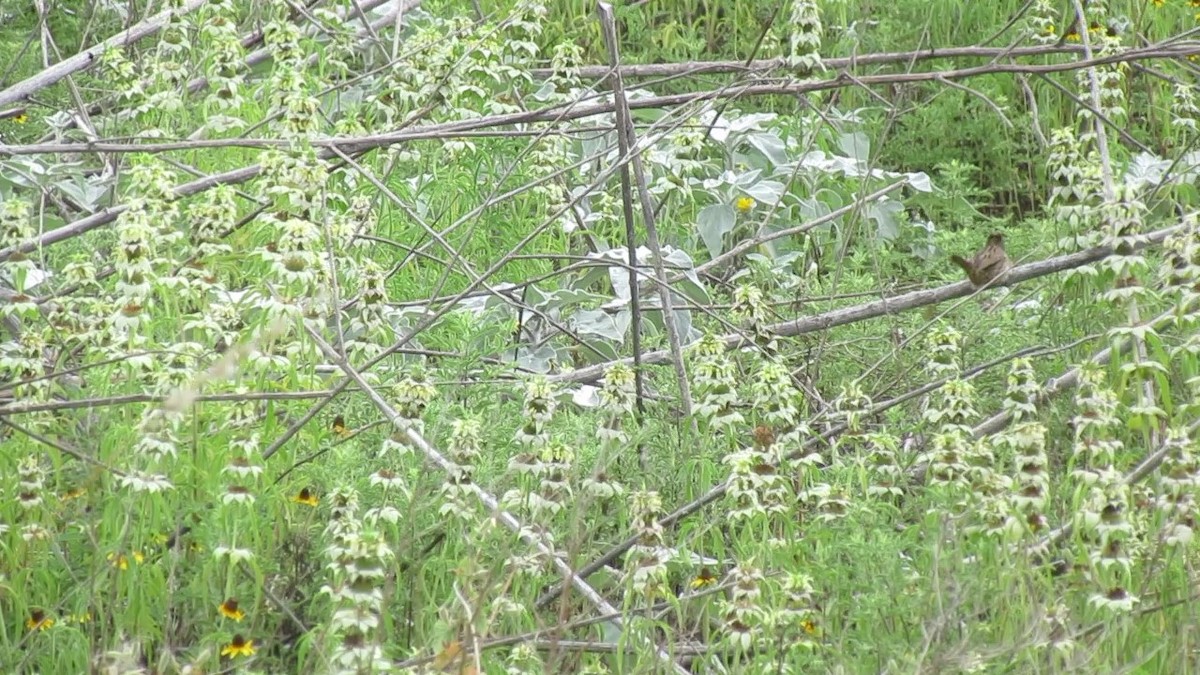 Lincoln's Sparrow - ML647729186