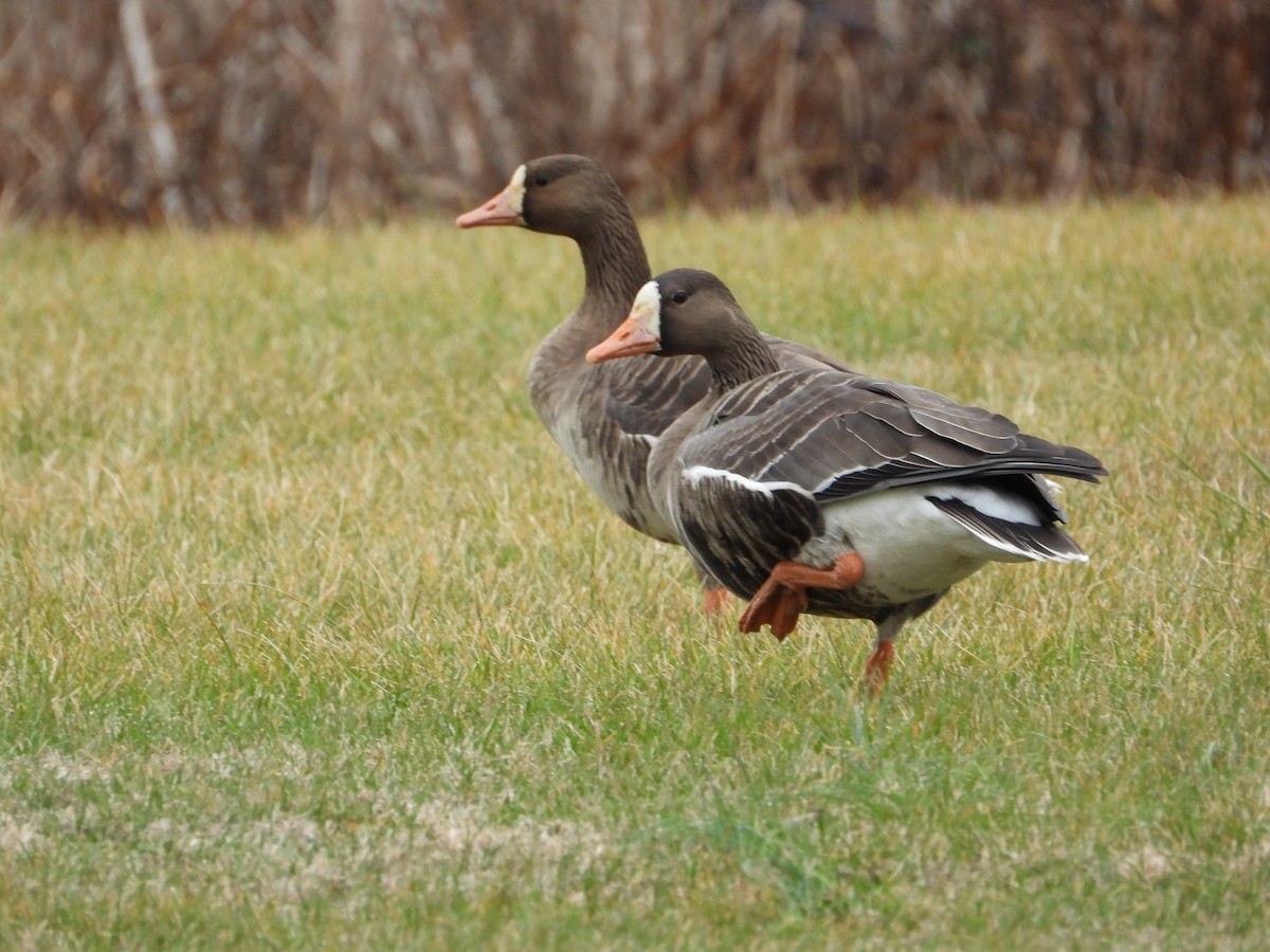 Greater White-fronted Goose - ML647729215