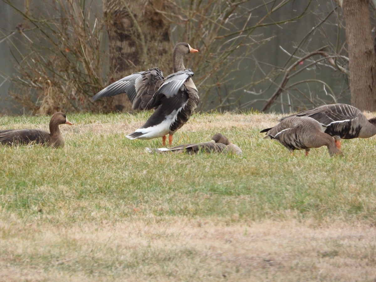 Greater White-fronted Goose - ML647729217