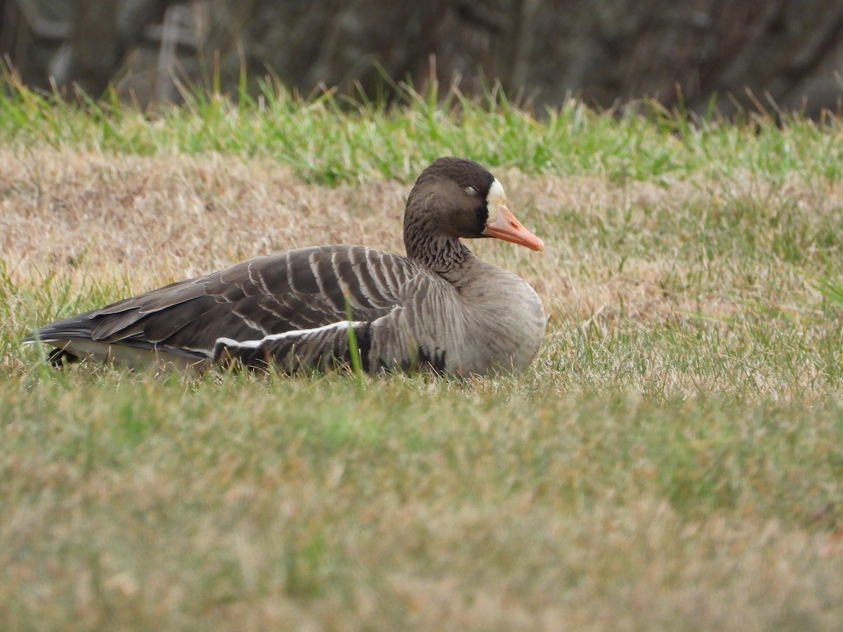 Greater White-fronted Goose - ML647729218
