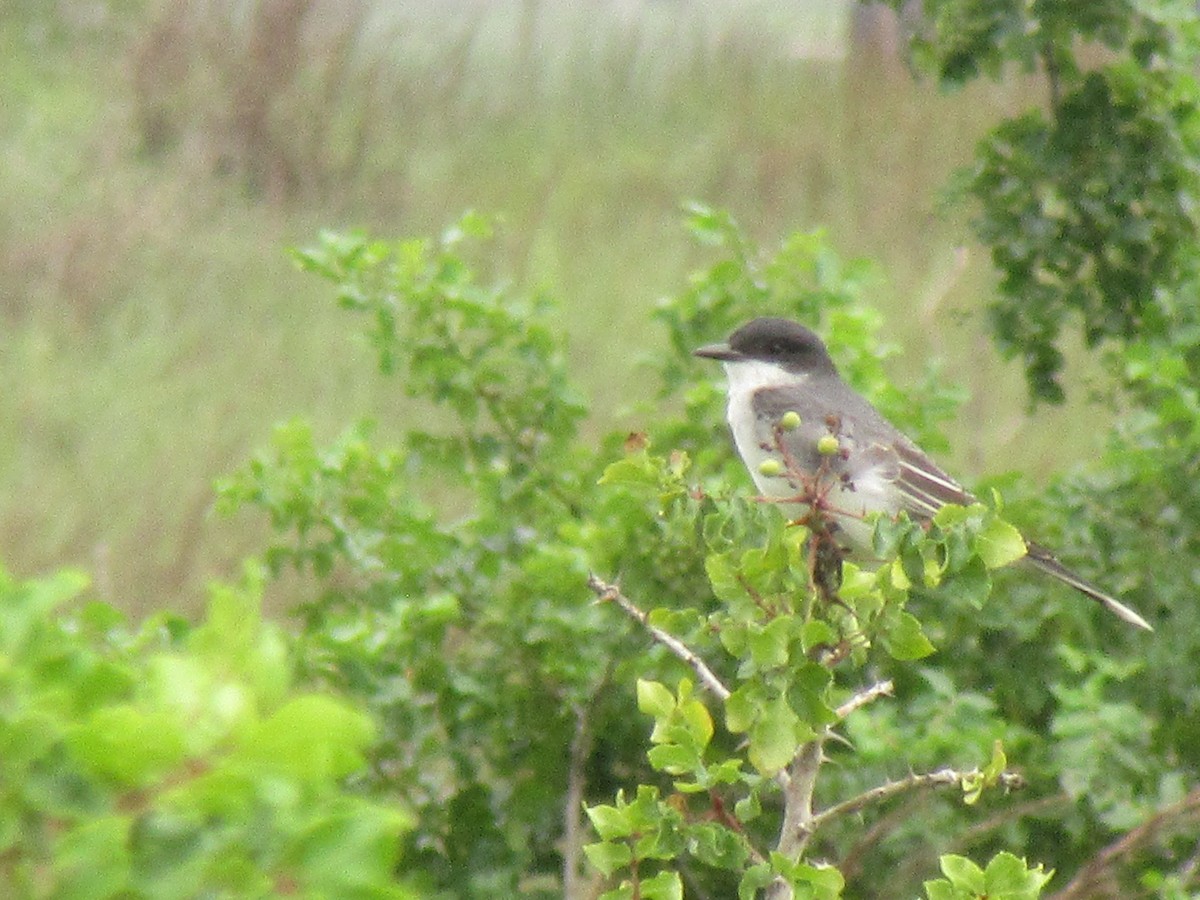 Tirano Oriental - ML647729222