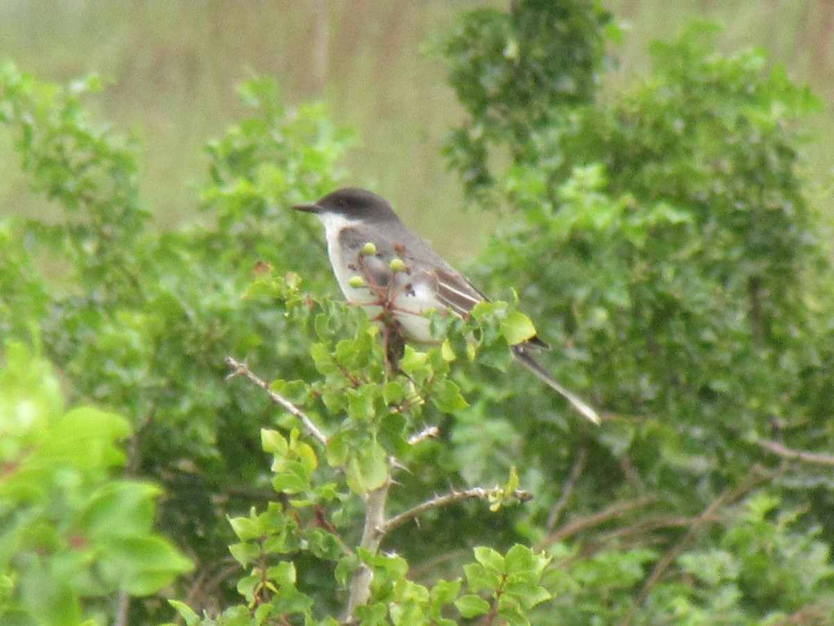 Tirano Oriental - ML647729223