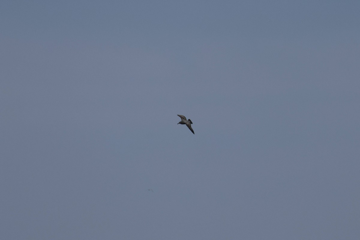 havsule - ML647729224