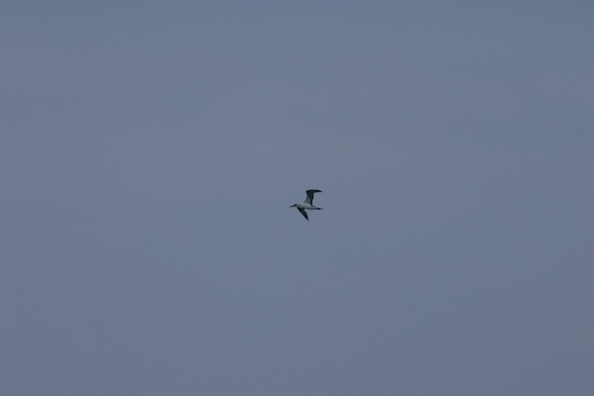 havsule - ML647729225