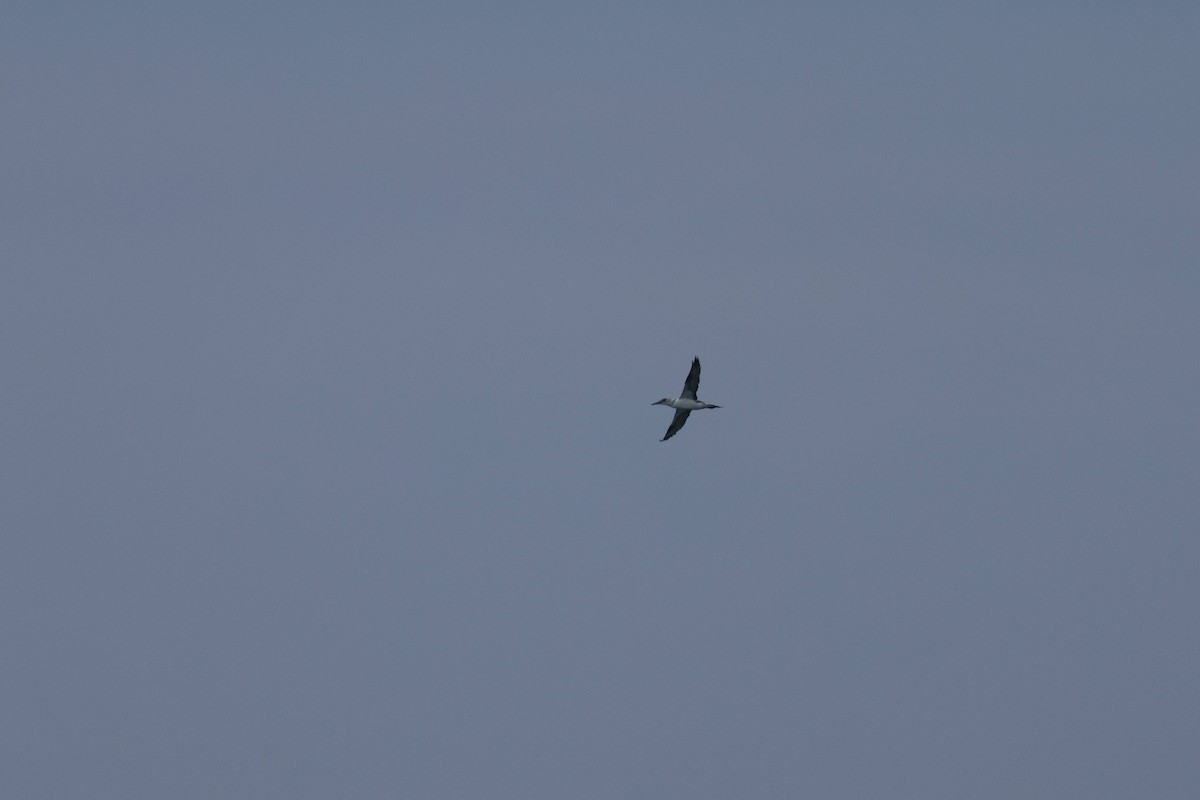 havsule - ML647729226