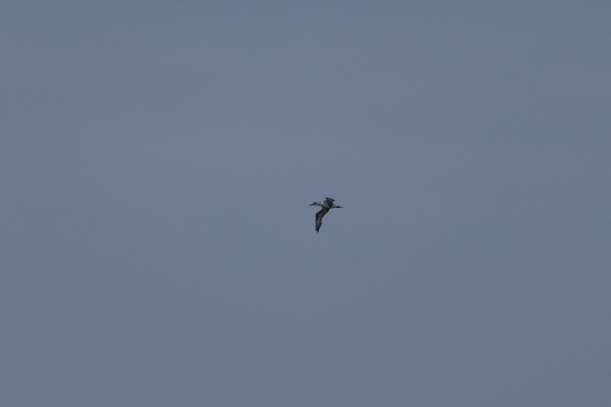 havsule - ML647729227