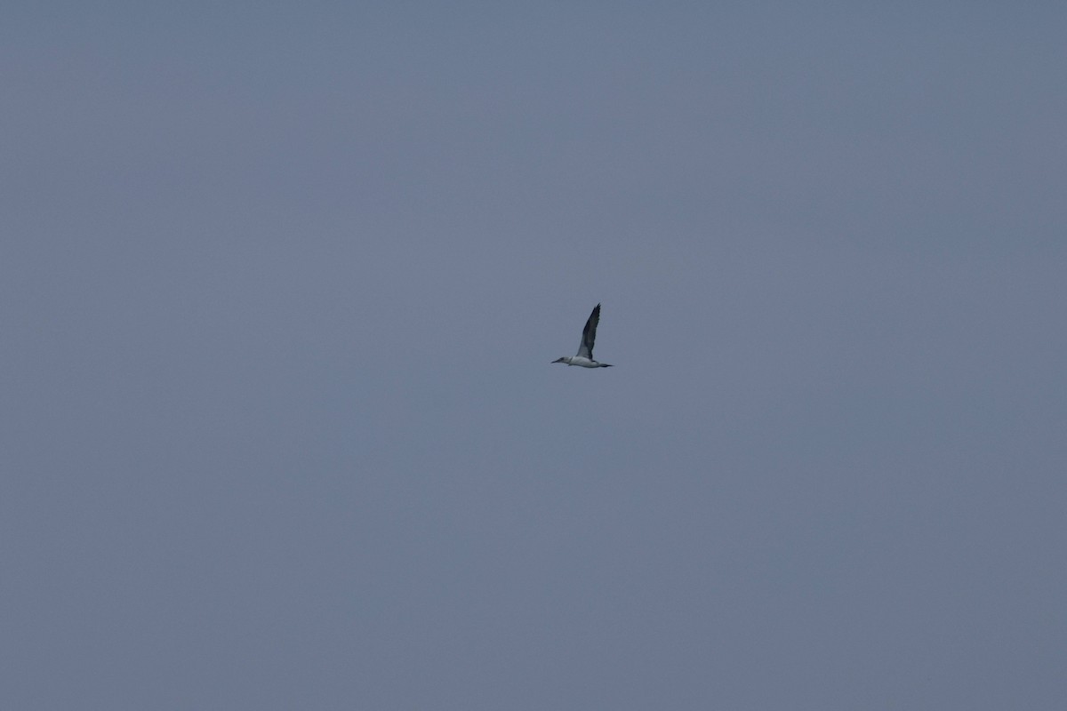 havsule - ML647729228