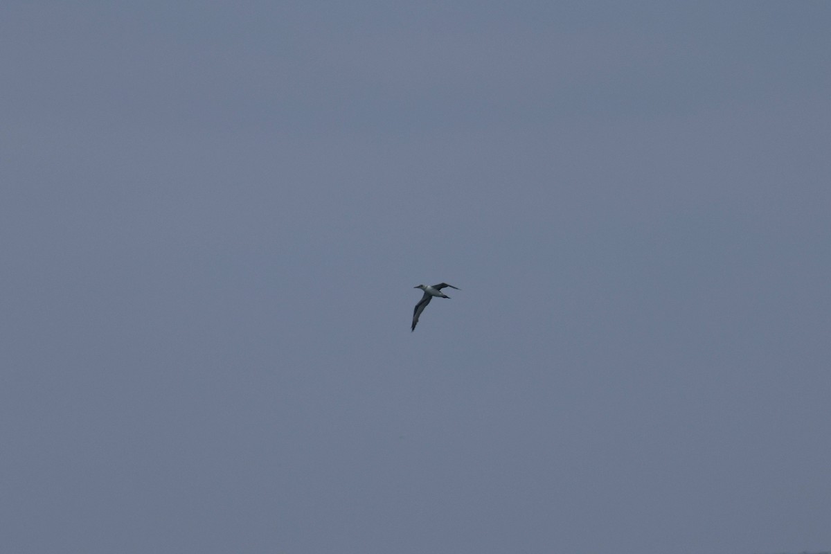 havsule - ML647729229