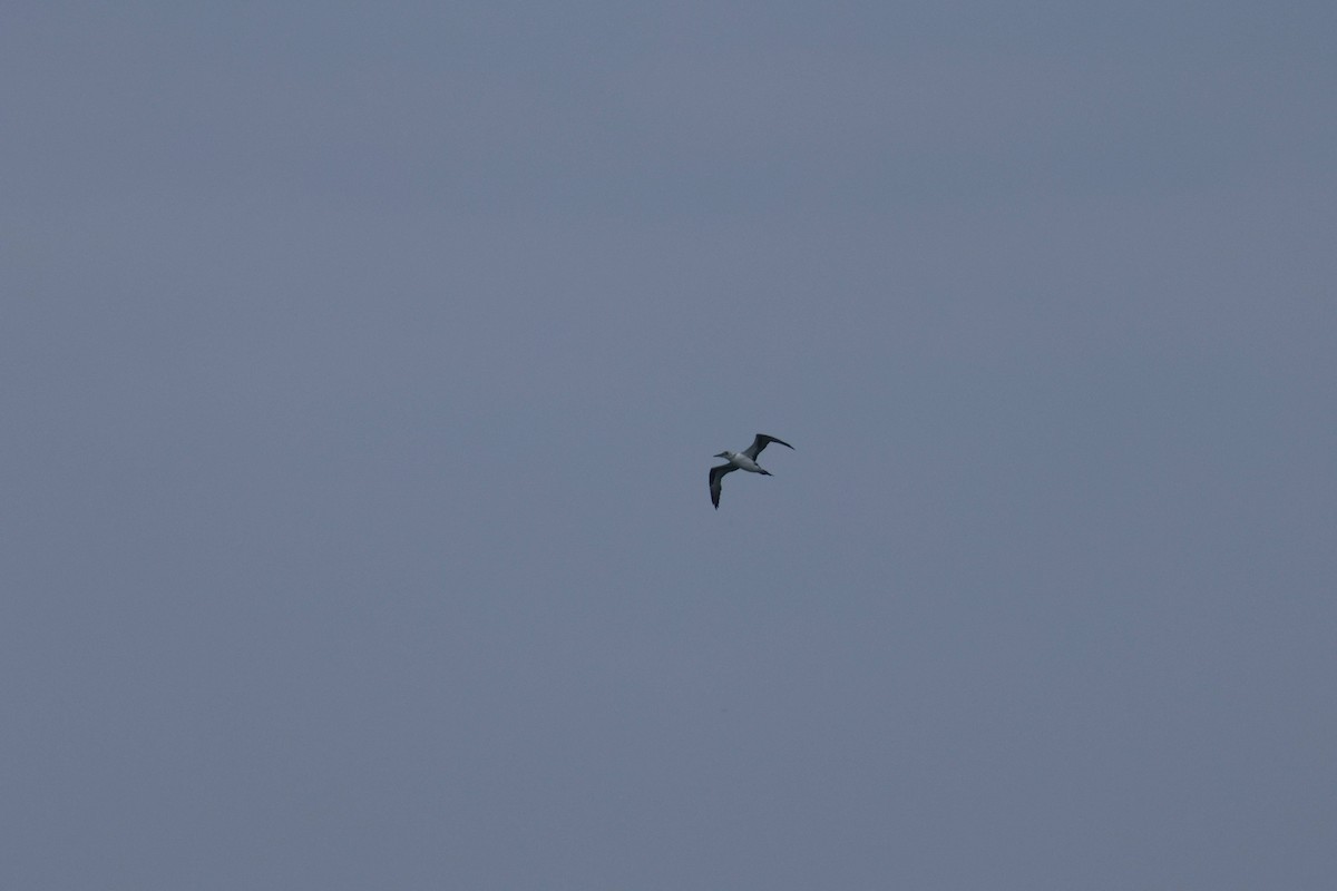 havsule - ML647729230