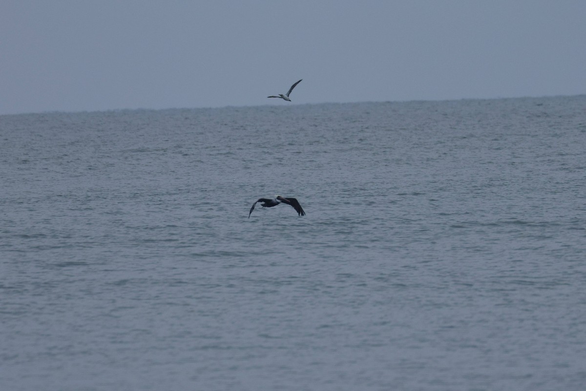 havsule - ML647729231