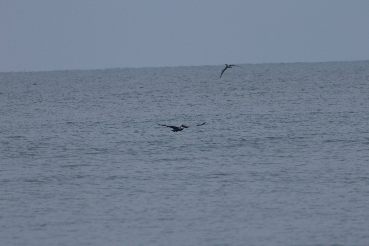 havsule - ML647729232