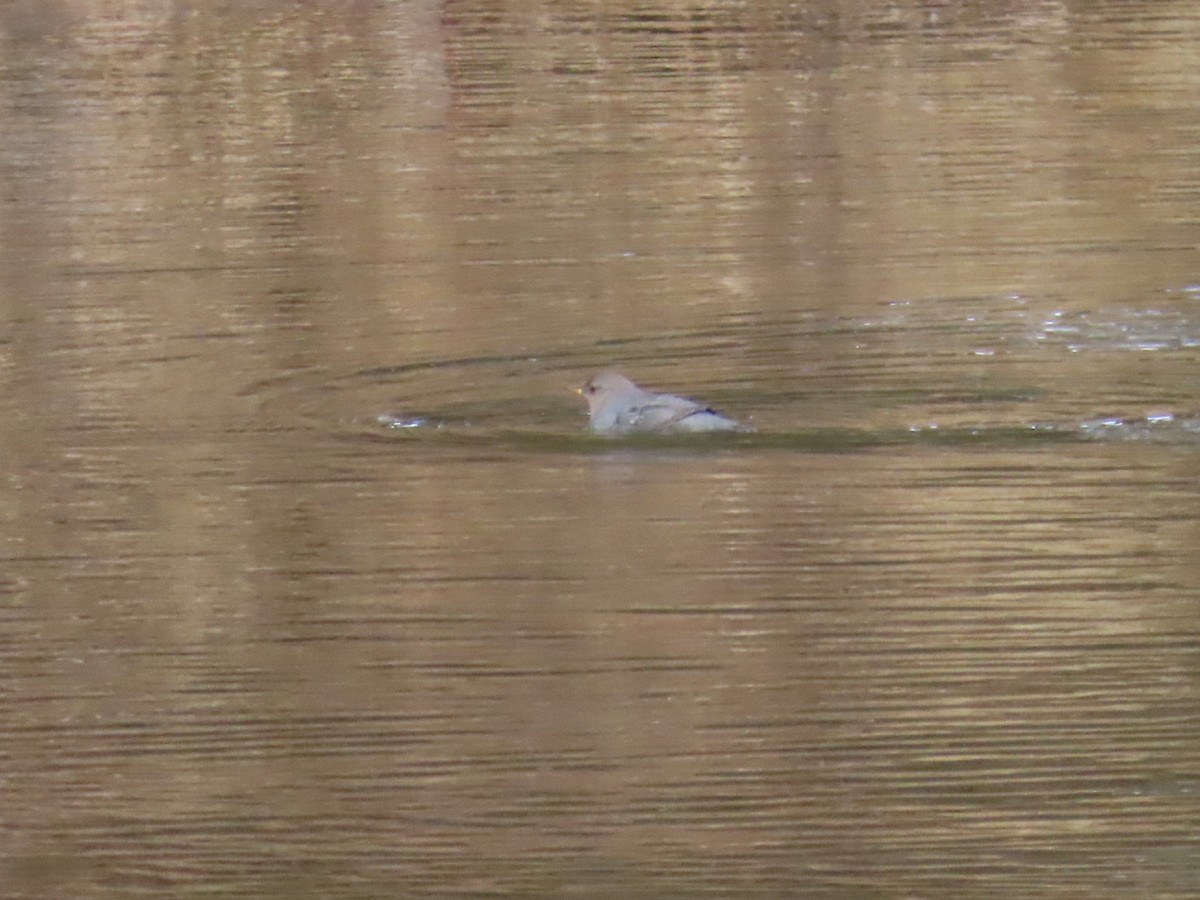 Ur-zozo iparramerikarra - ML647729236