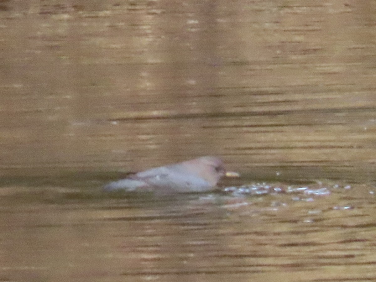 Ur-zozo iparramerikarra - ML647729237