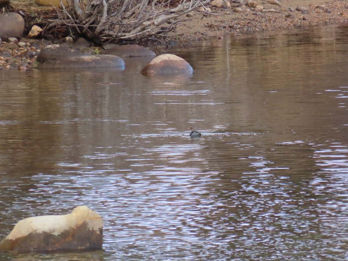 Ur-zozo iparramerikarra - ML647729238