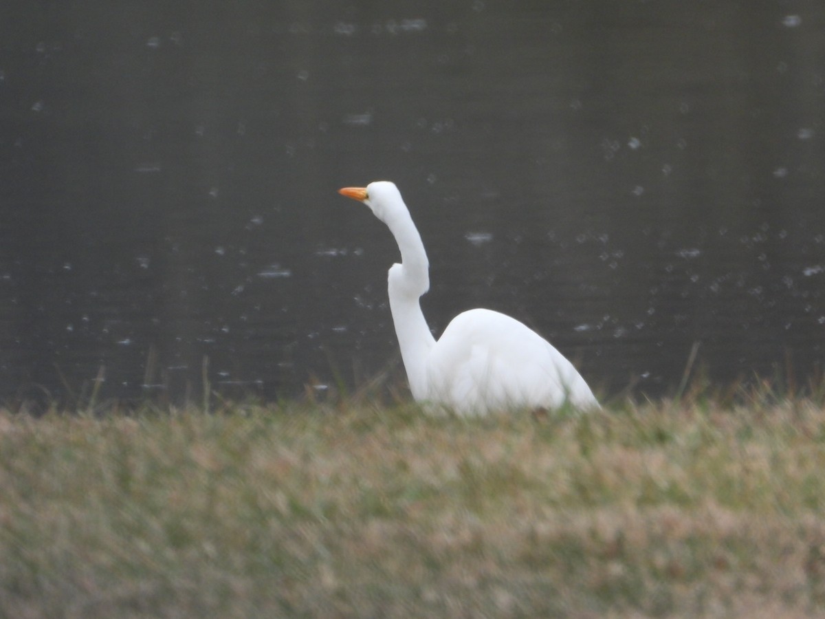 egretthegre - ML647729243