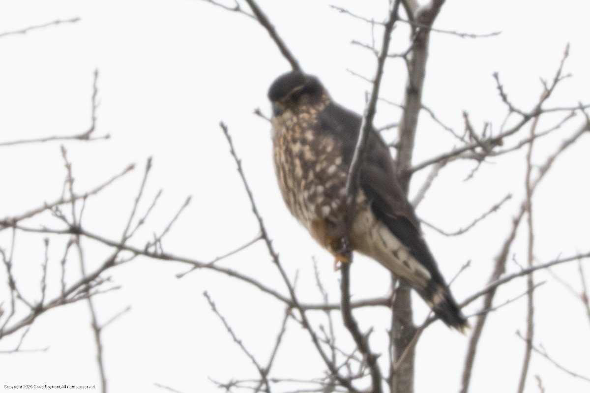 dvergfalk - ML647729254