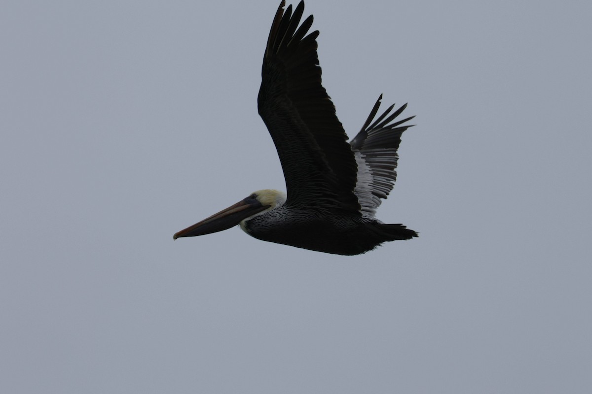 brunpelikan - ML647729256