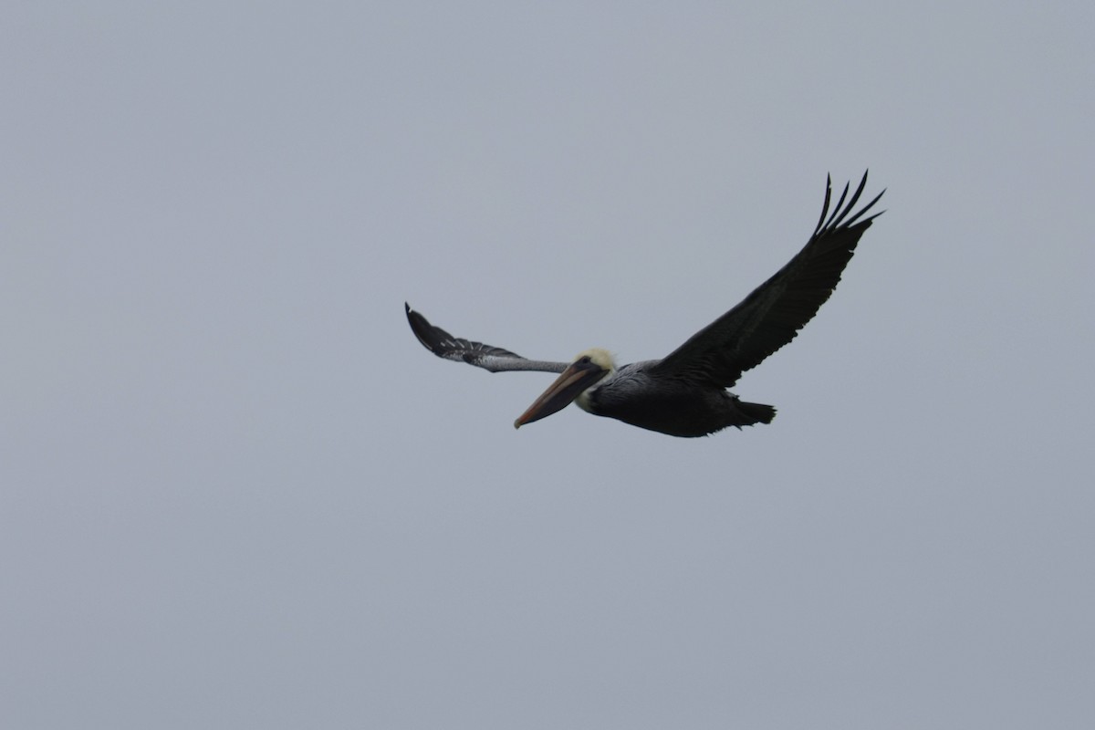 brunpelikan - ML647729257