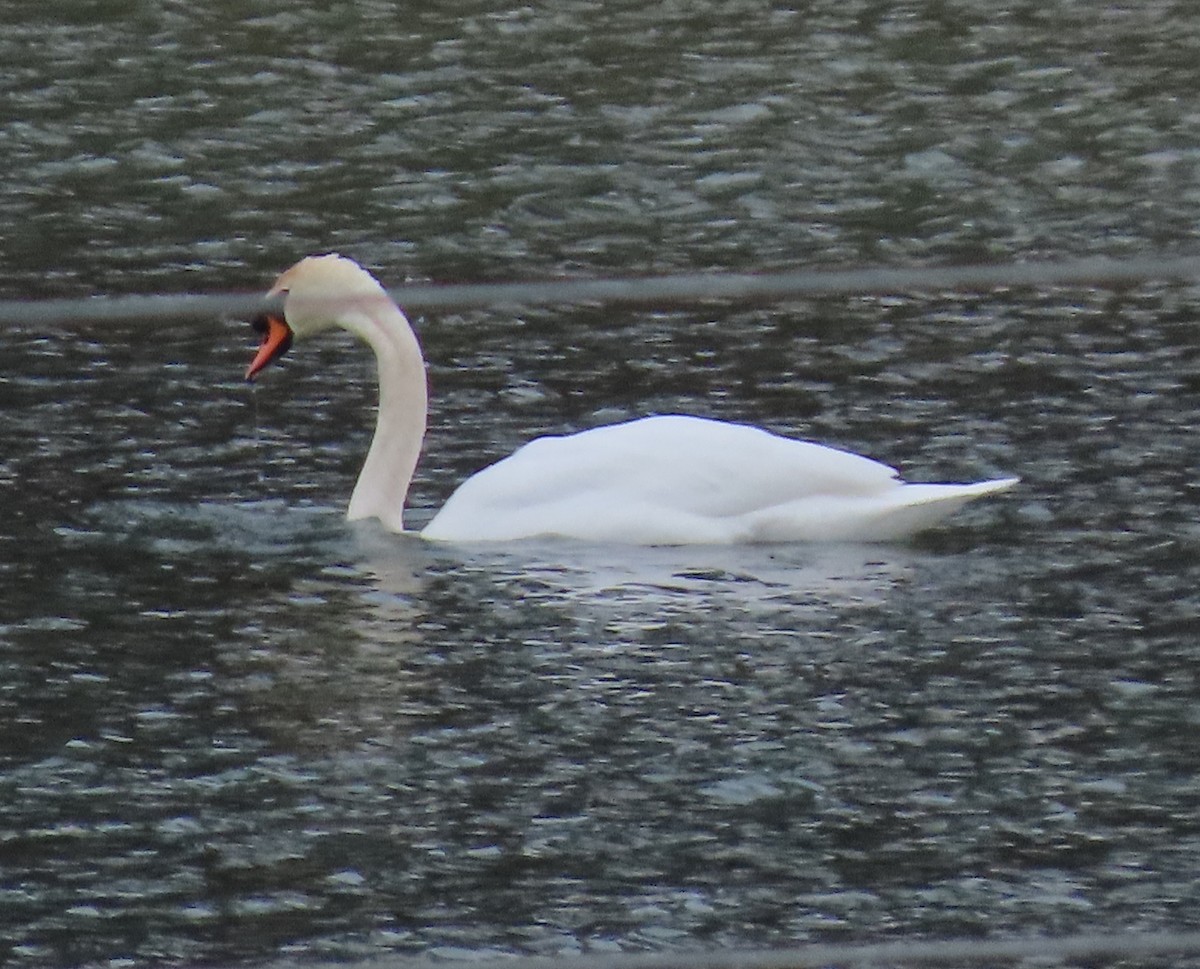 Mute Swan - ML647729259