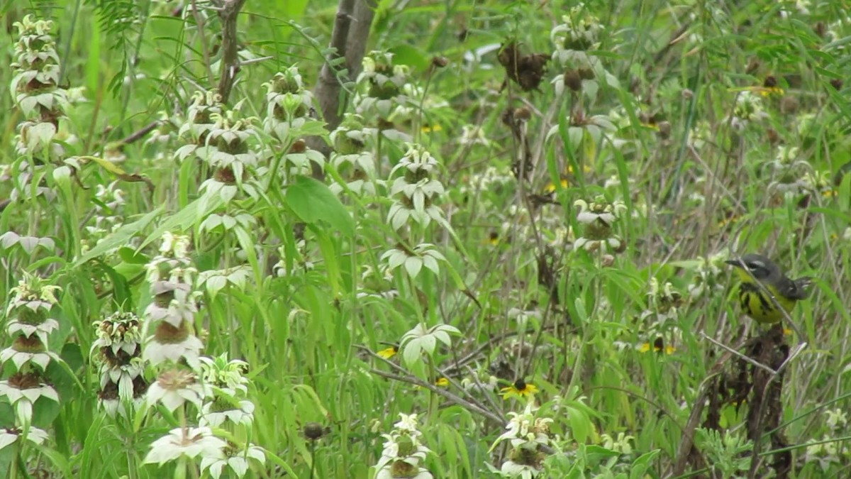 magnoliaparula - ML647729260