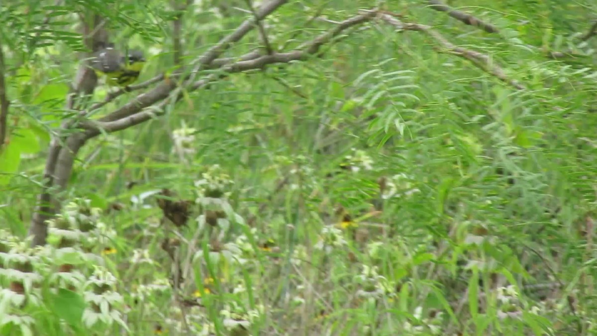 magnoliaparula - ML647729261