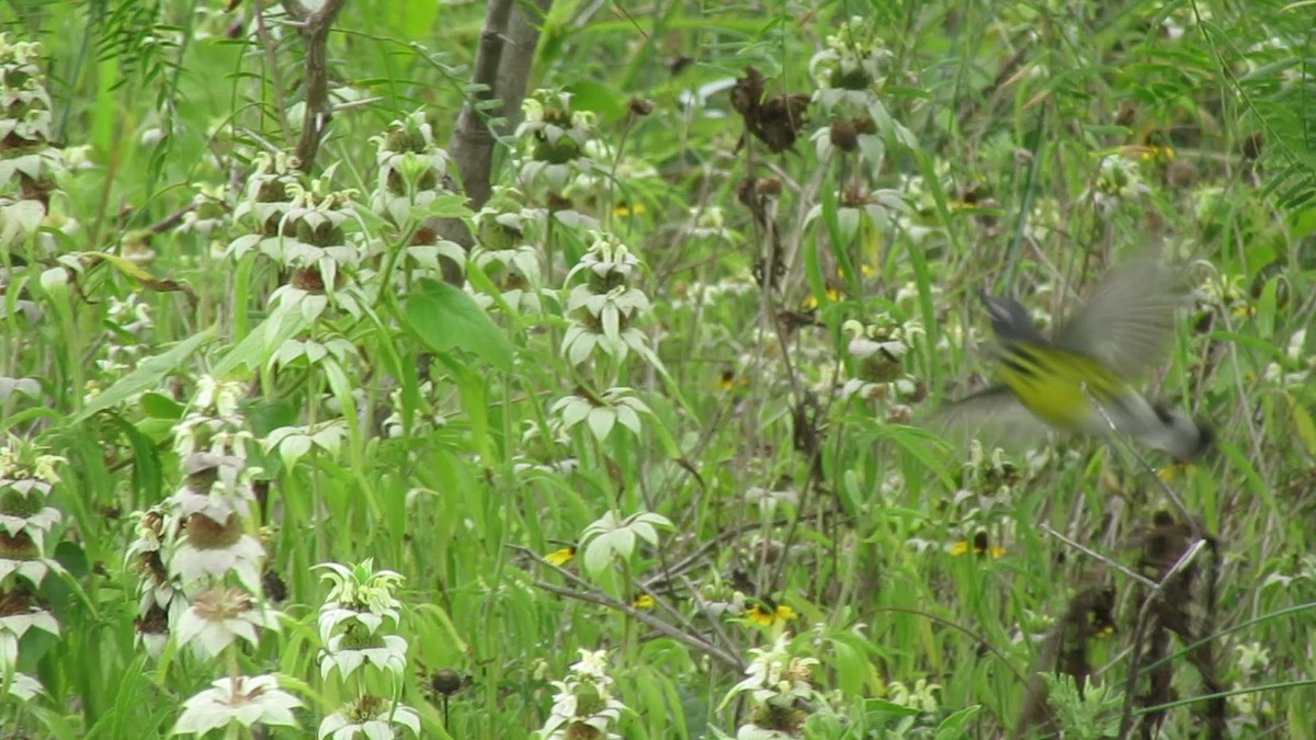 magnoliaparula - ML647729262