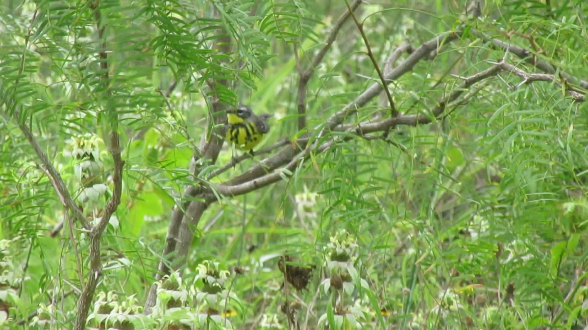 magnoliaparula - ML647729263