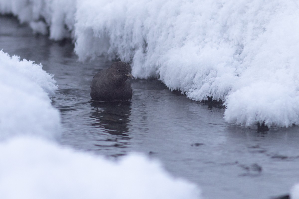 gråfossekall - ML647729264