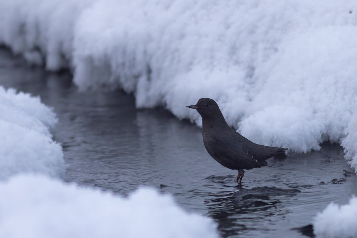 gråfossekall - ML647729266