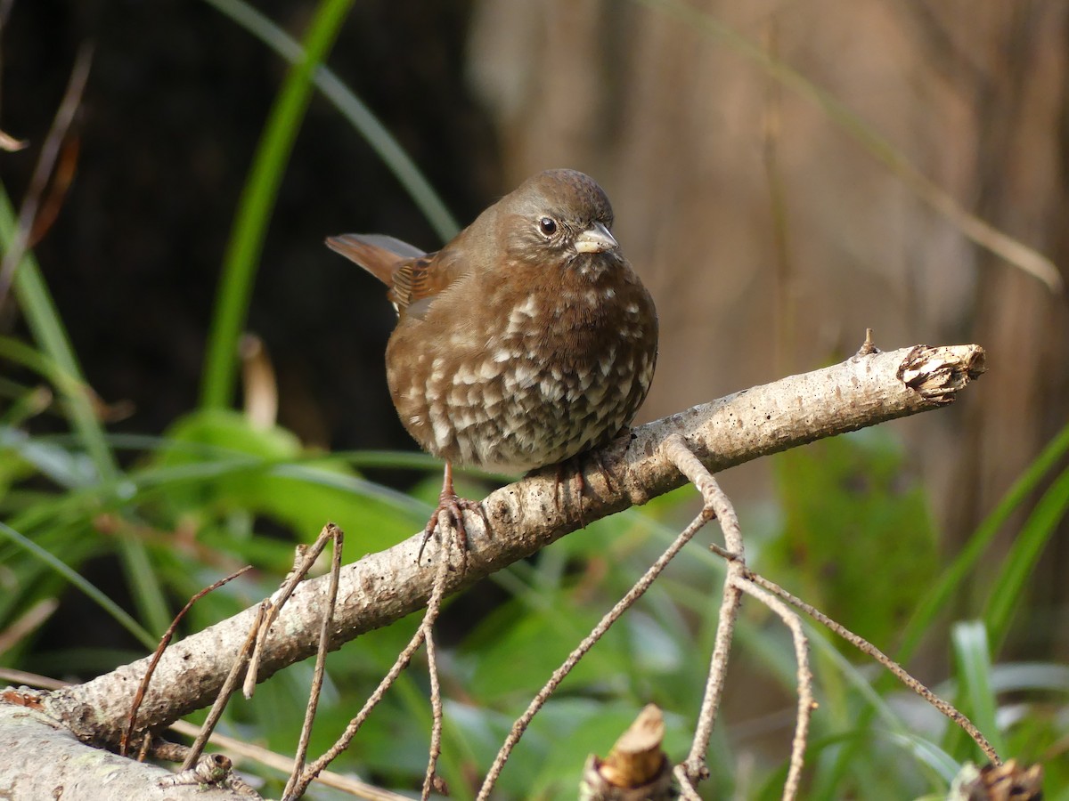 revespurv - ML647729267