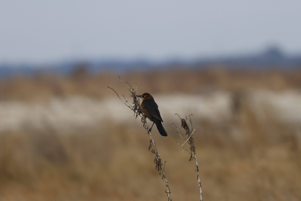 båtstjerttrupial - ML647729269