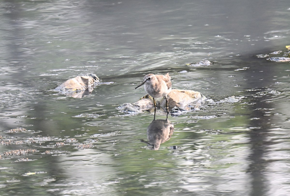 grønnstilk - ML647729271