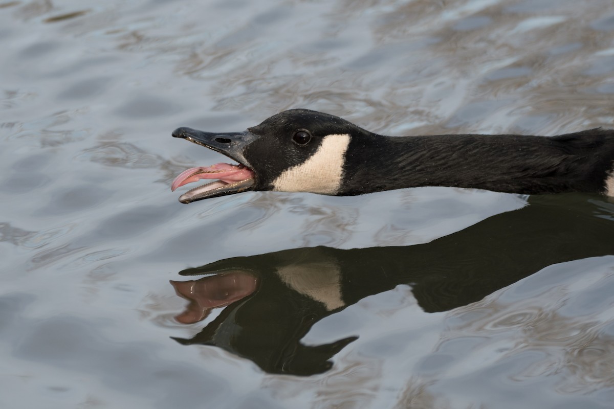 kanadagås - ML647729272