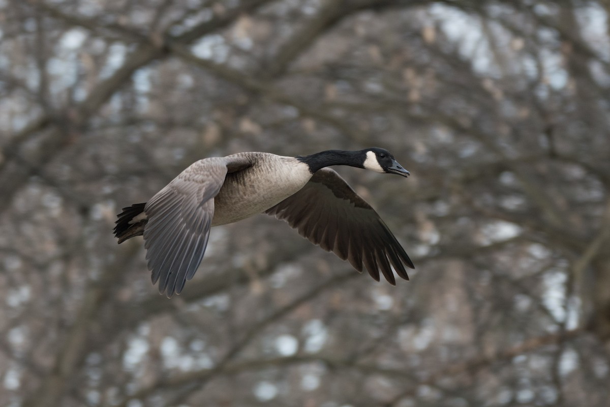 kanadagås - ML647729273