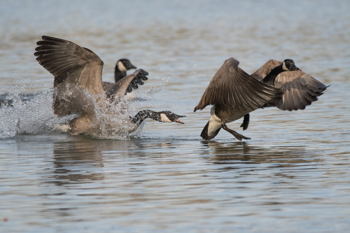 kanadagås - ML647729274