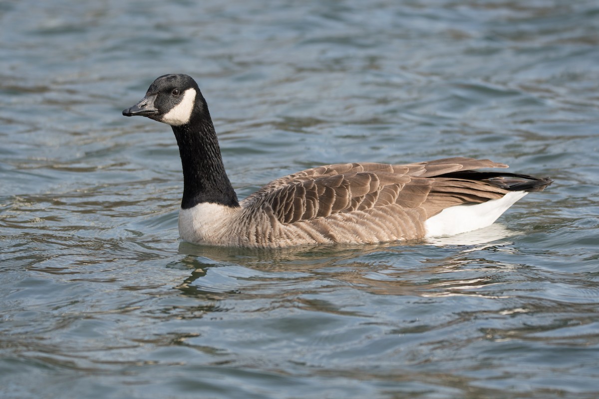 kanadagås - ML647729275