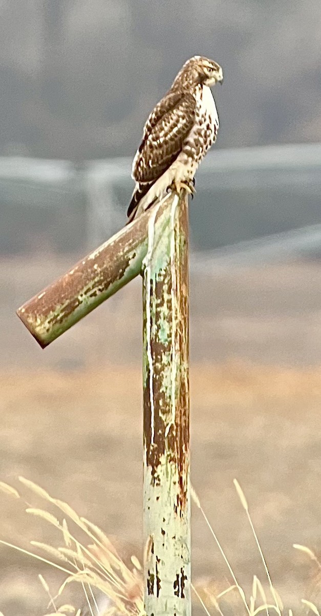 rødstjertvåk - ML647729276