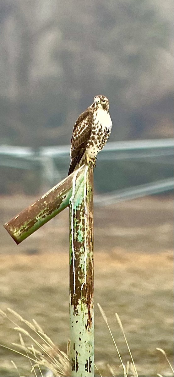 rødstjertvåk - ML647729277