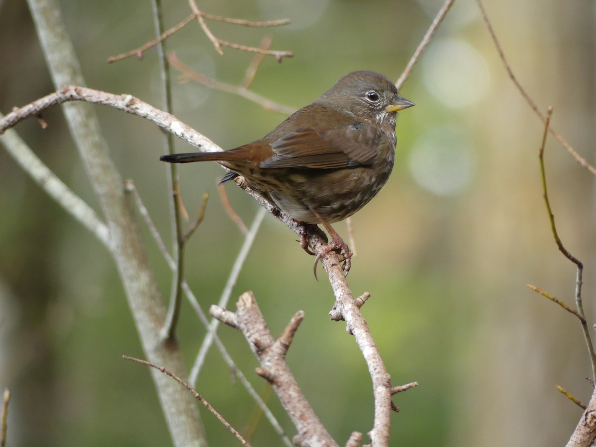 revespurv - ML647729278