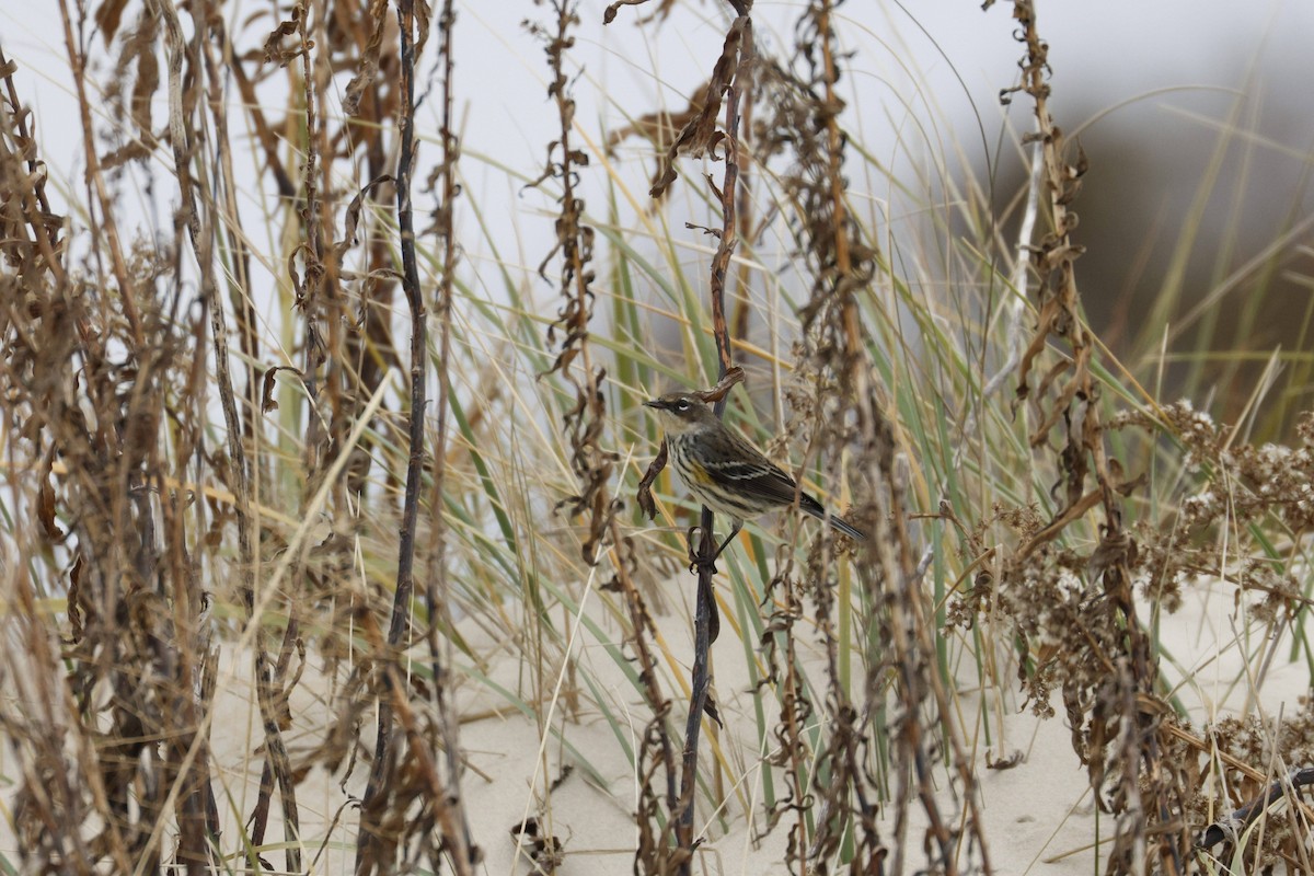 myrteparula - ML647729282